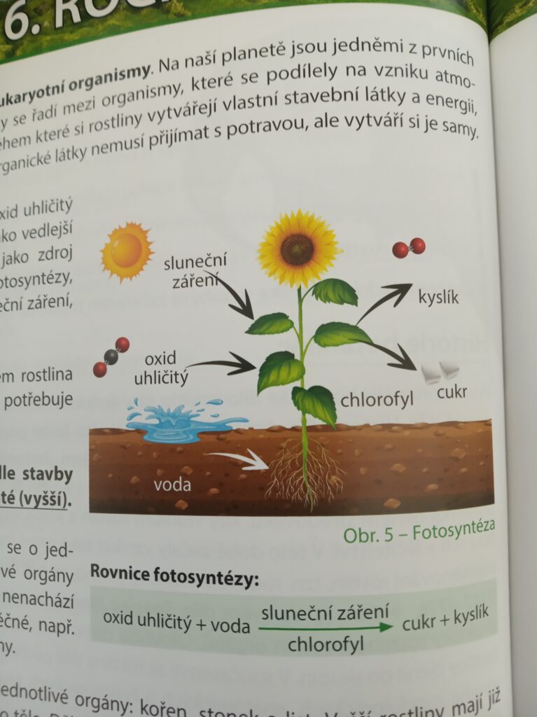 Fotosyntéza - obrázek